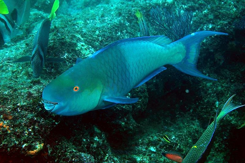 Parrot Fish
