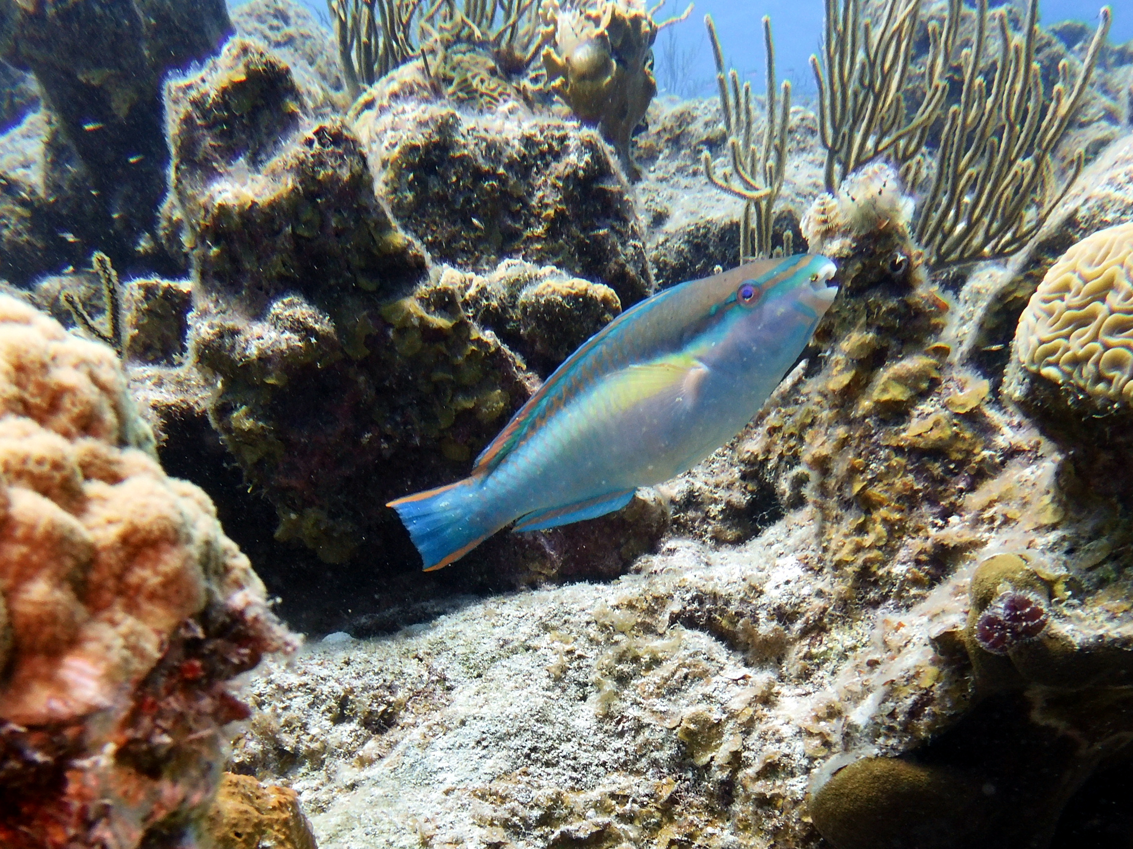 Parrotfish at Kokomo