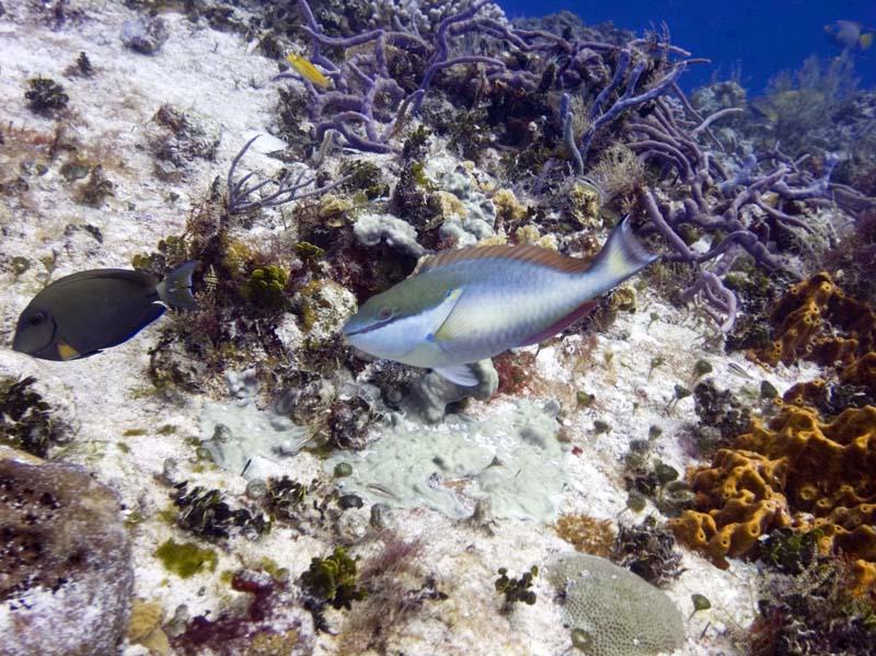 Parrotfish
