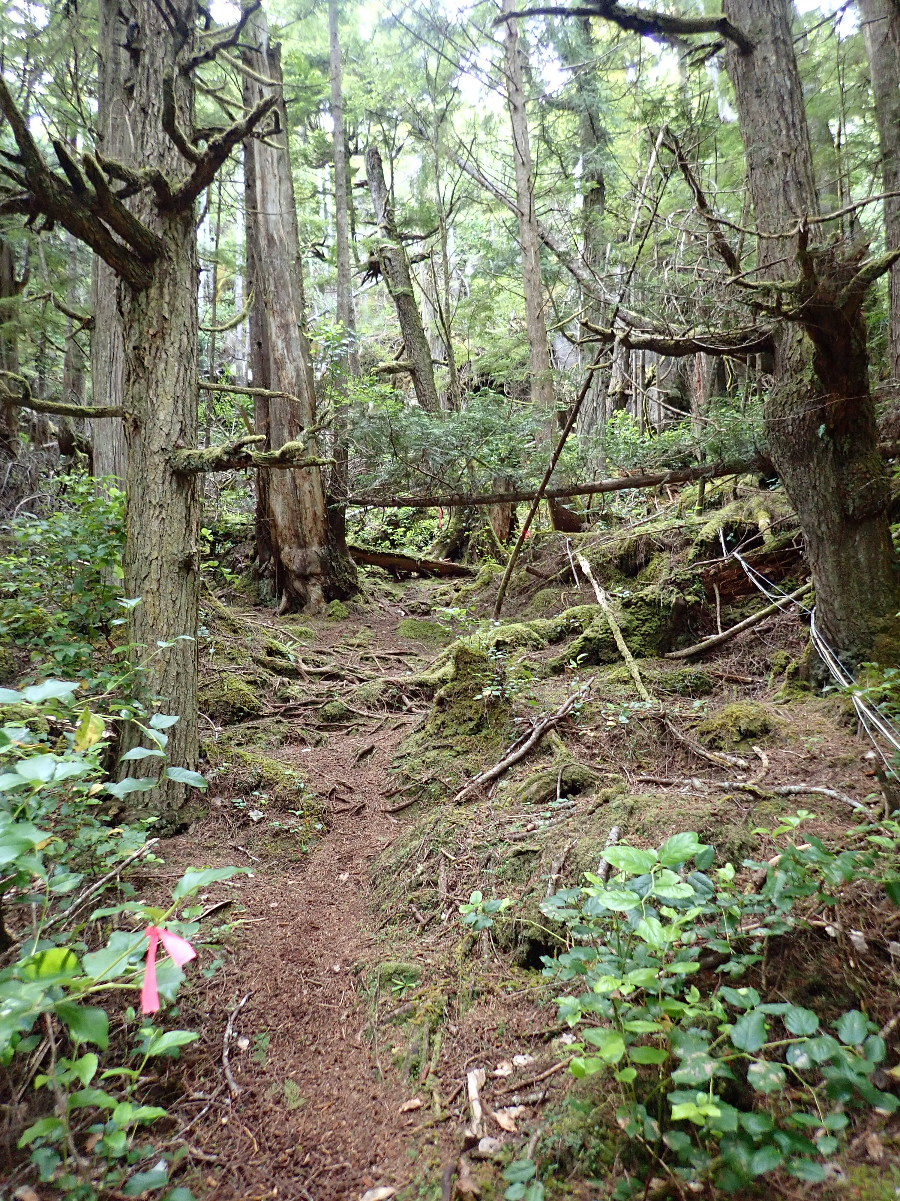 path to the top of the island
