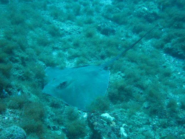 Patient Stingray