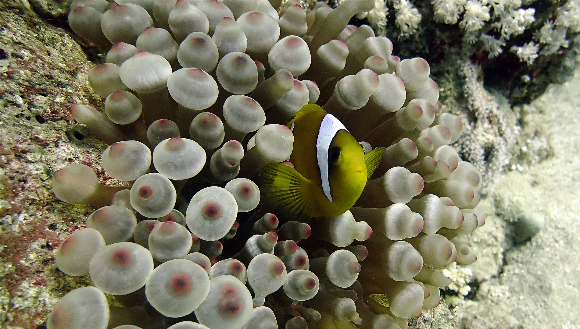 PB090229 Red Sea anemonefish front (Large).png