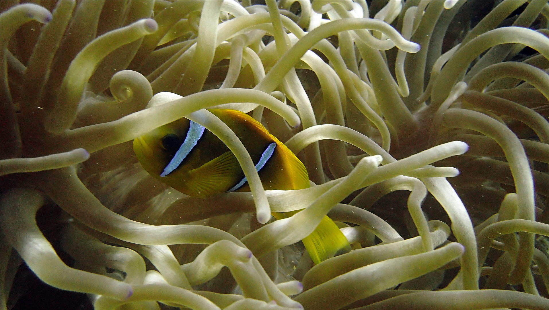 PB100305 Red Sea anemonefish side (Large).png