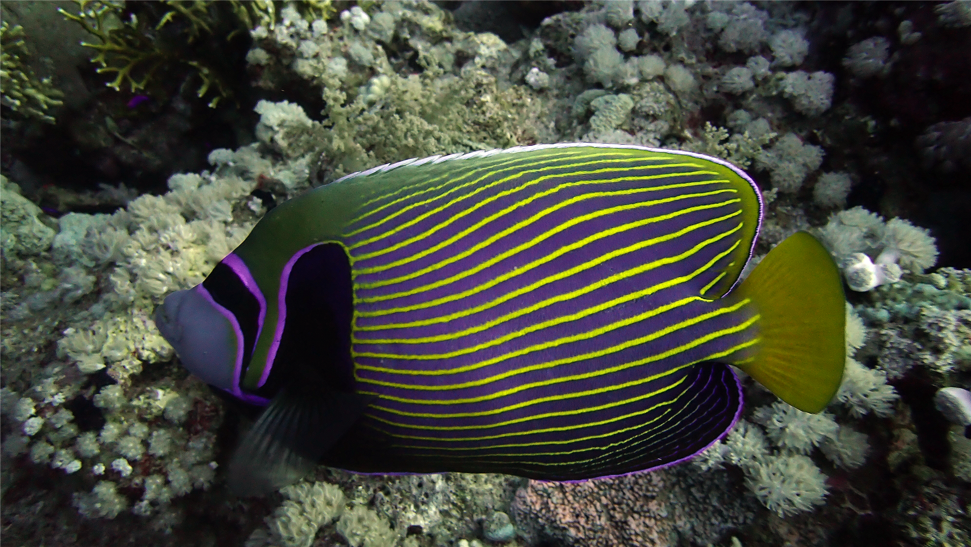 PB100362 emperor angelfish (Large).png