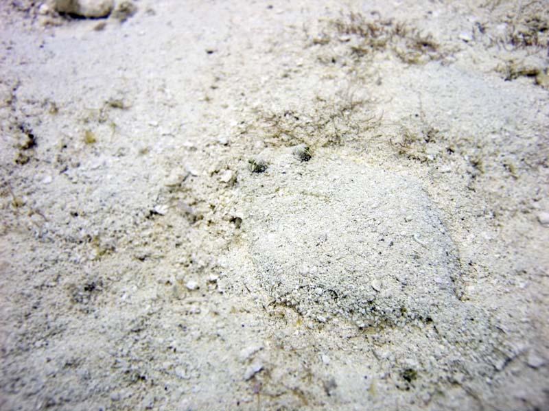 Peacock flounder