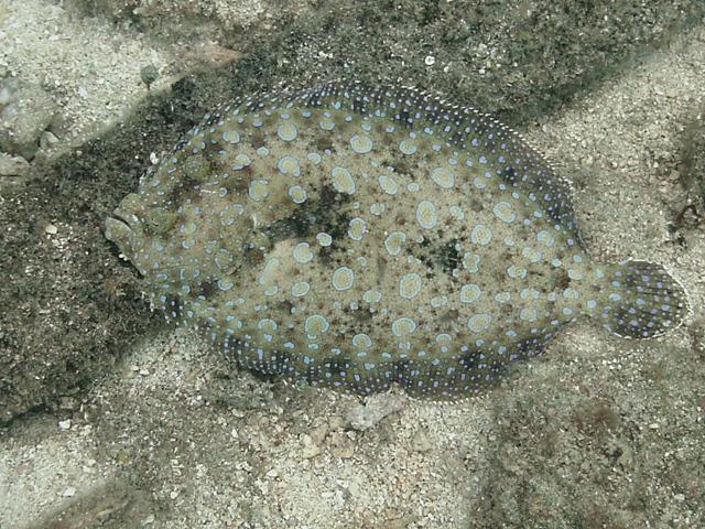 Peacock-Flounder
