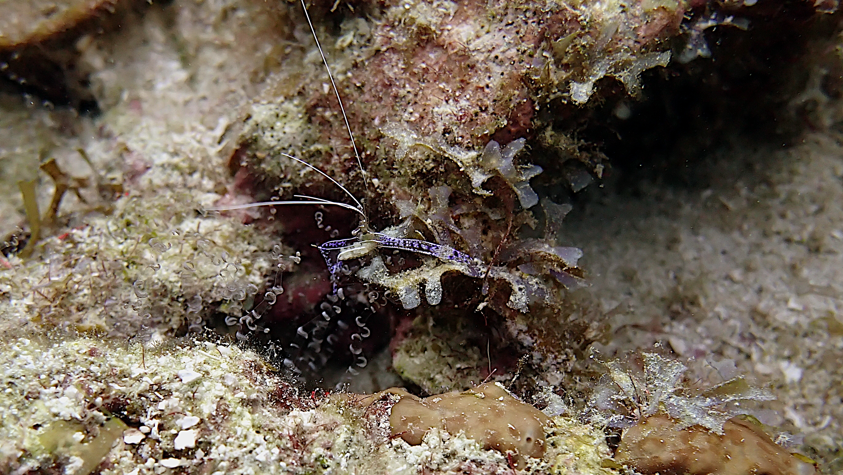 Pederson cleaning shrimp