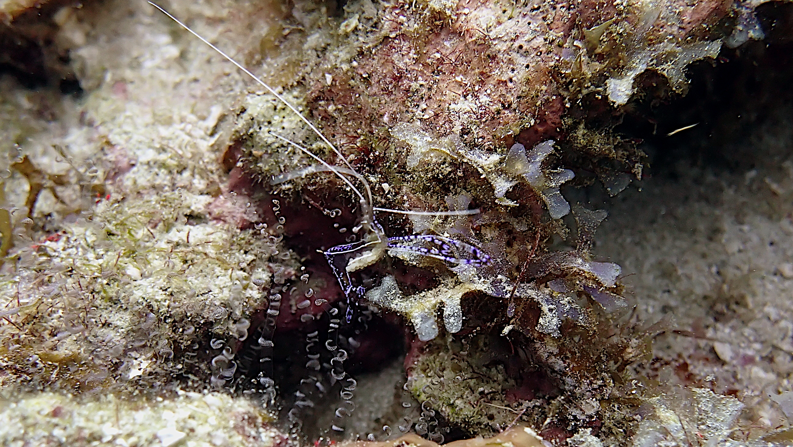 Pederson cleaning shrimp