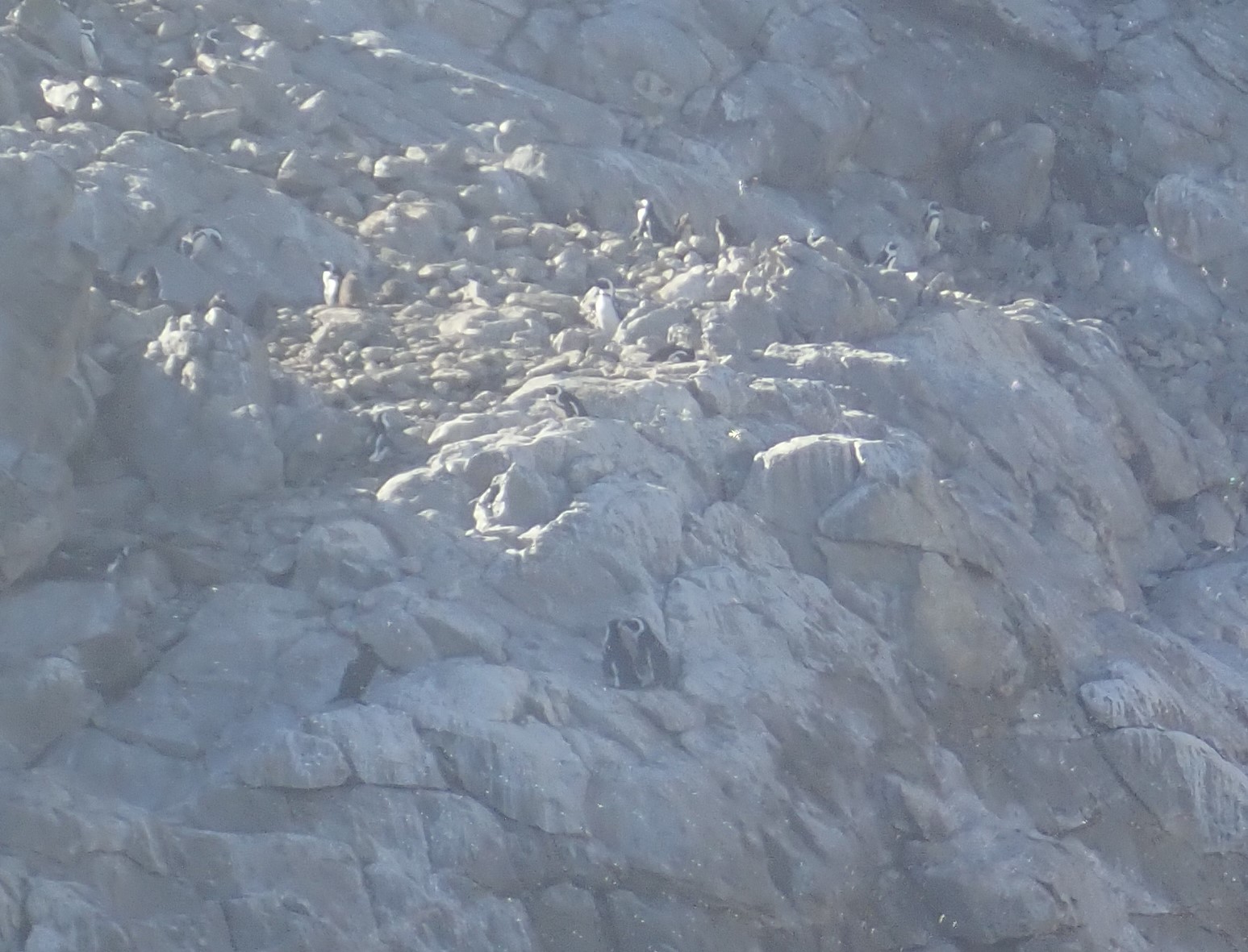 Penguin colony