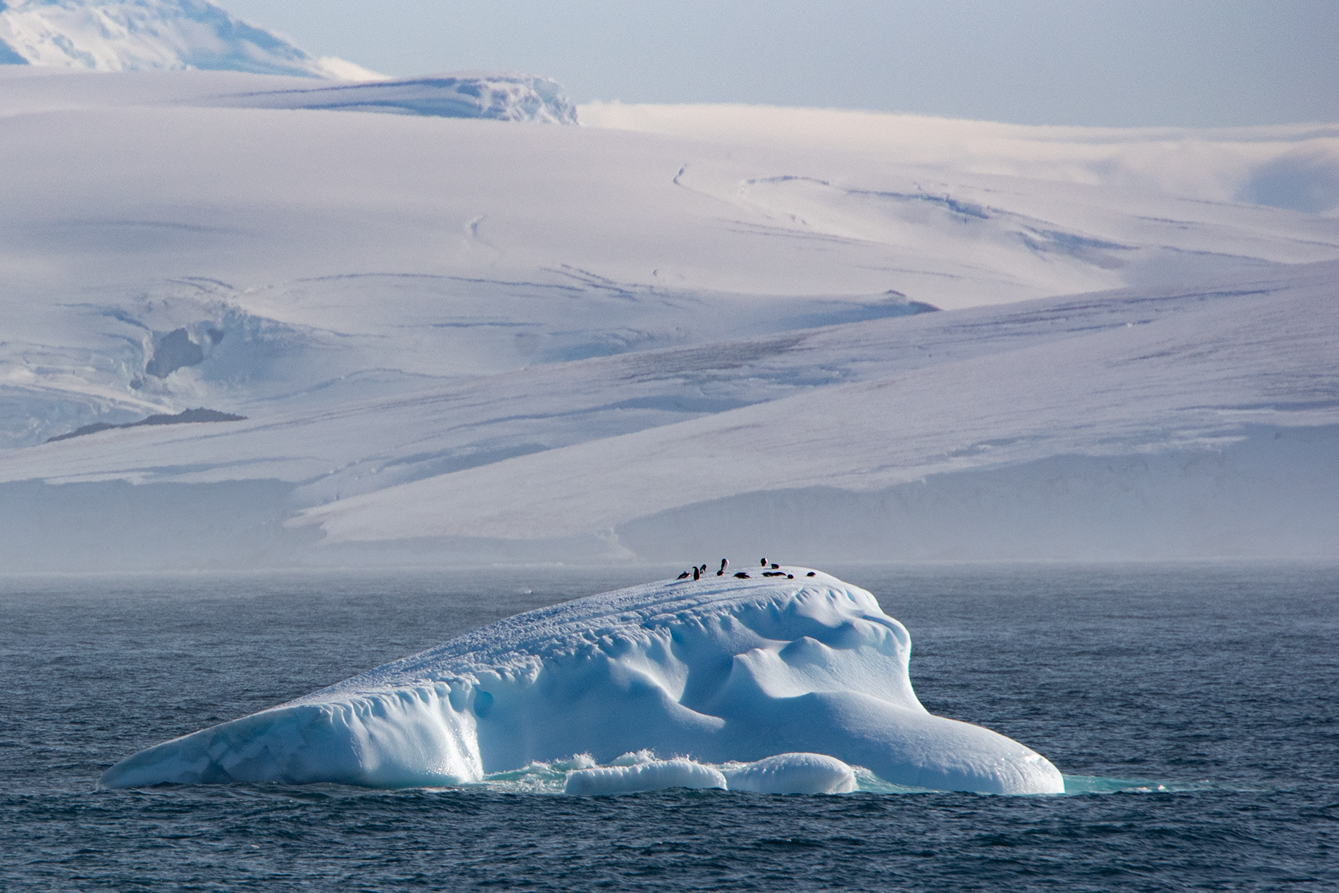 Penguins on a berg