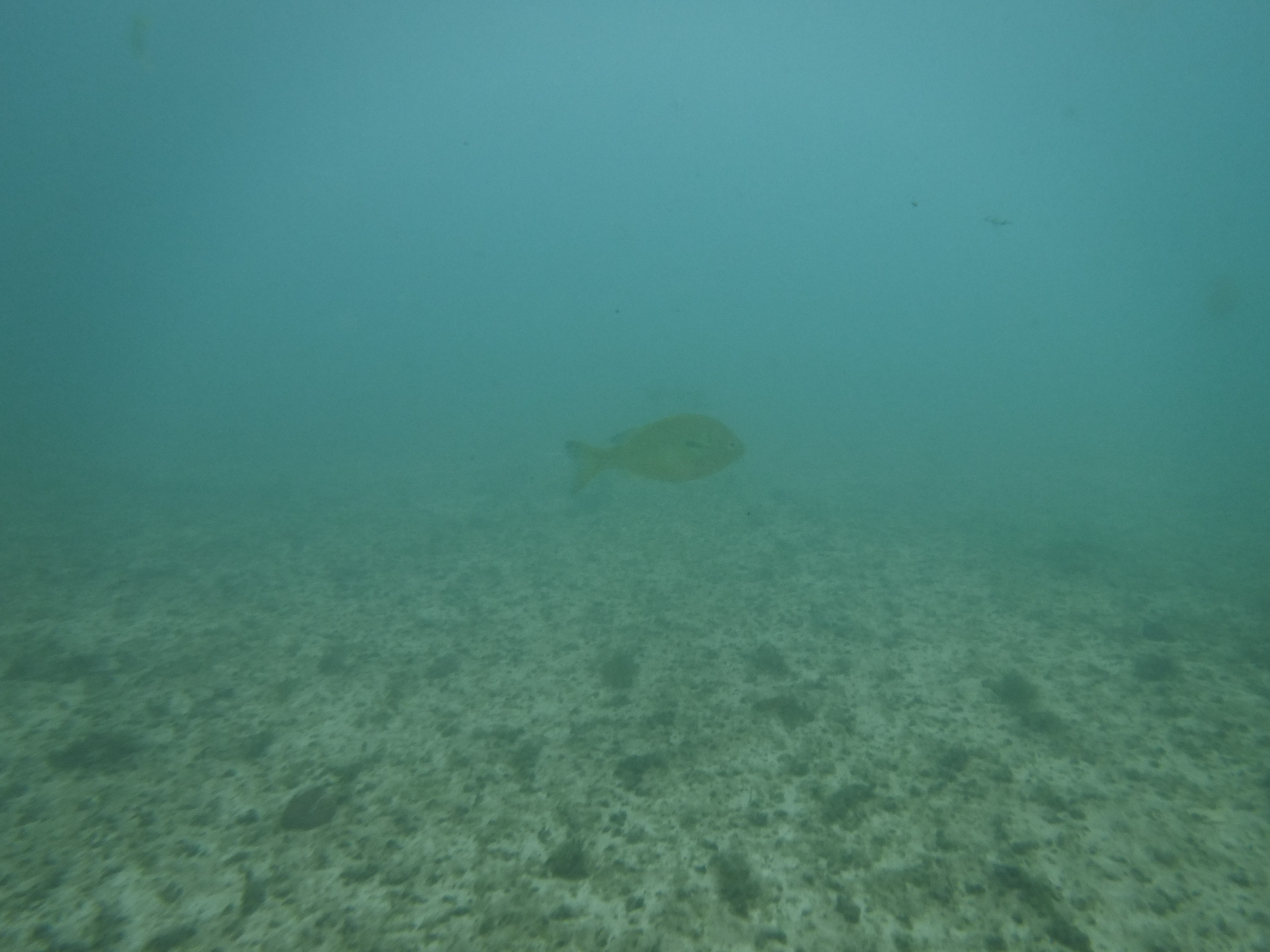 Perch in the Comal 01