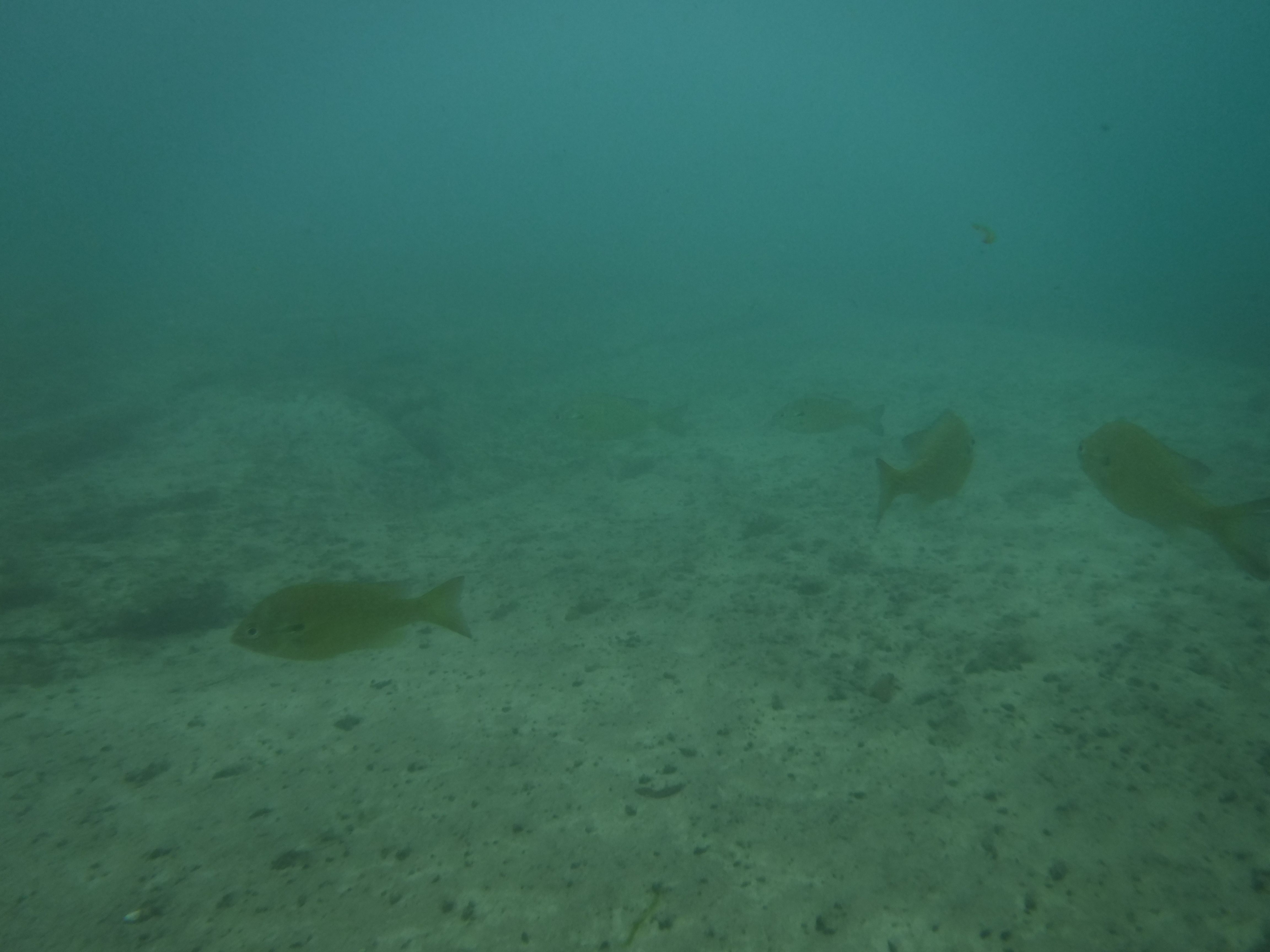 Perch in the Comal 02