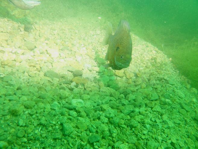 Perch nesting