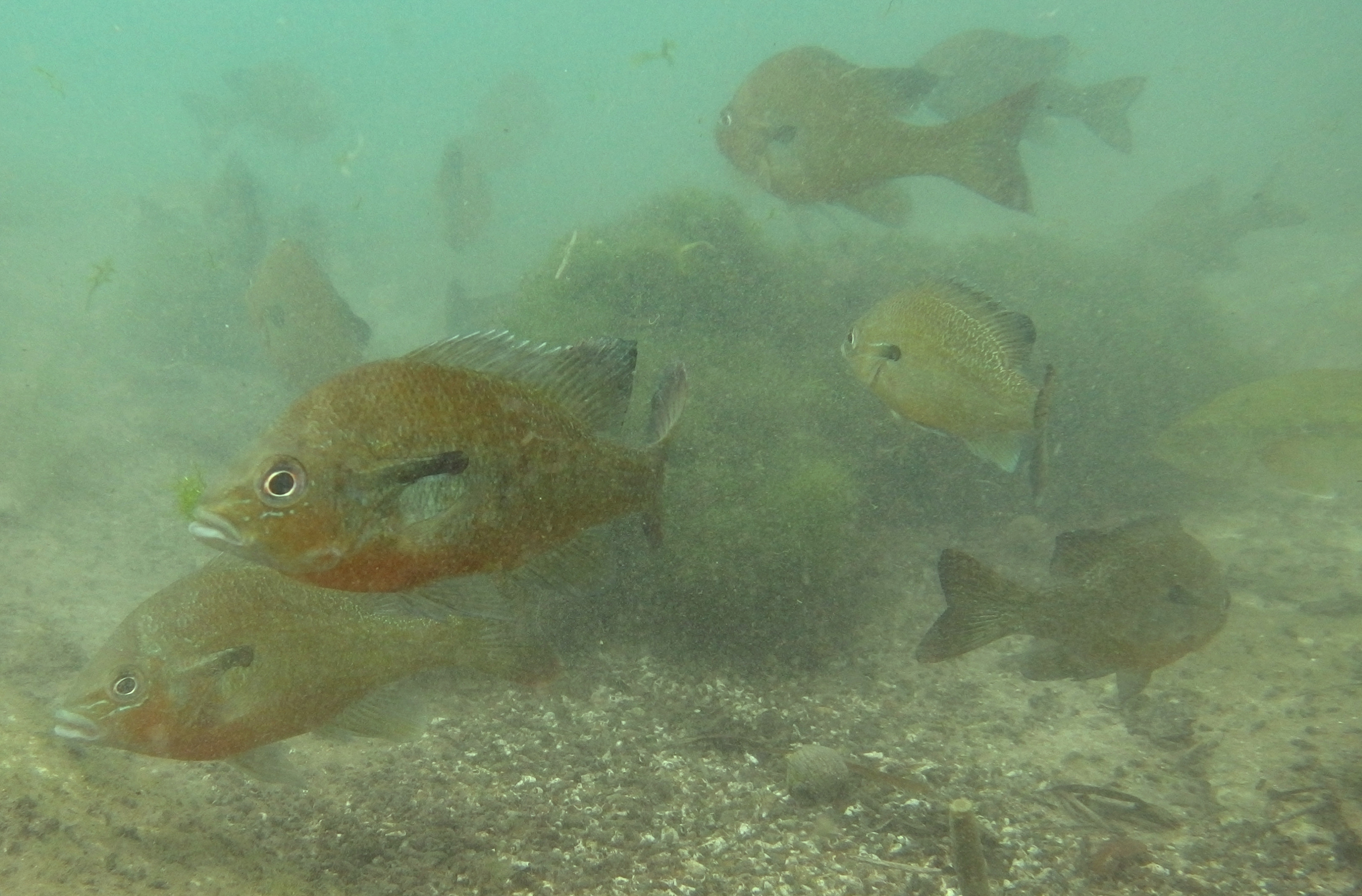 Perch Party