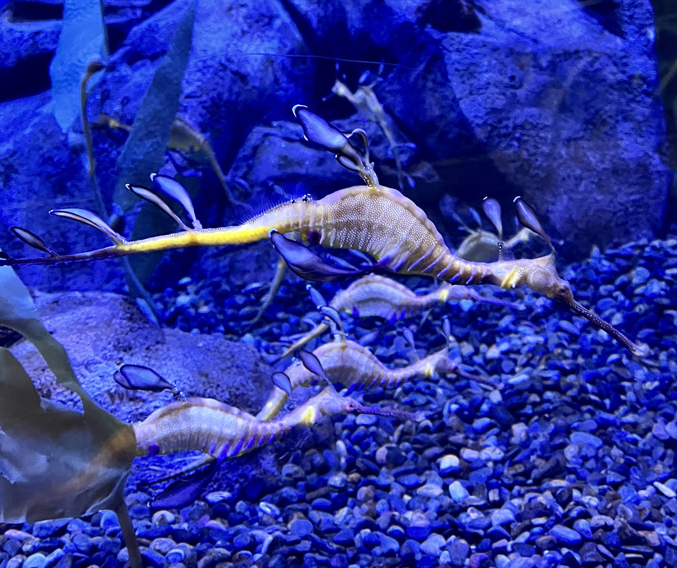 Perhaps as close as I’ll ever get to a leafy sea dragon