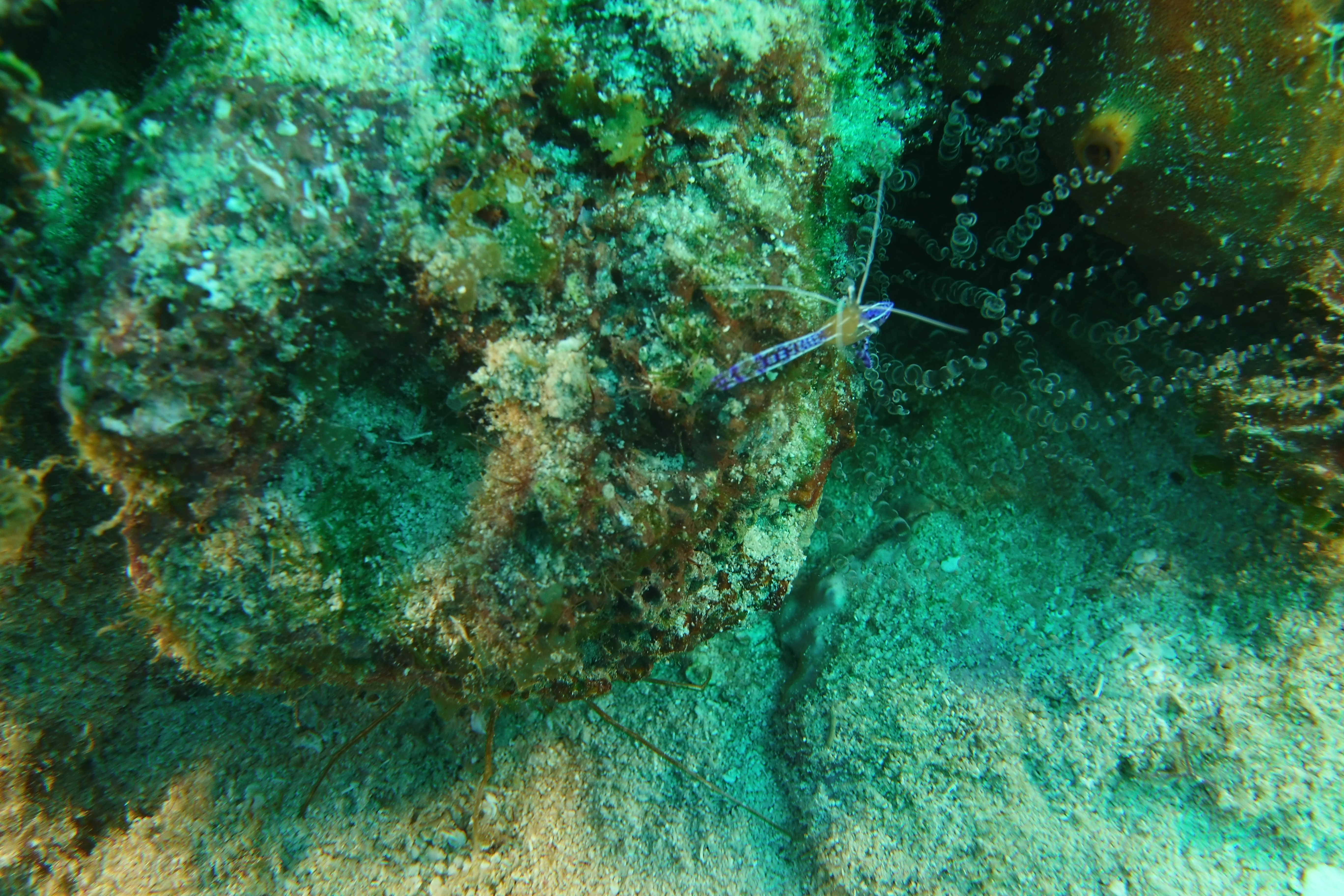 Peterson shrimp