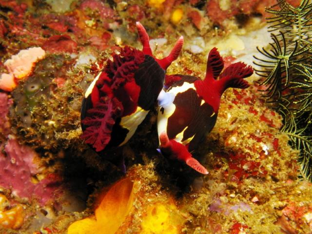 Pic 01 - mating nudis