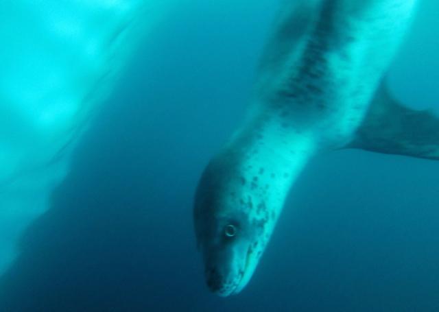 Pic 02 - Leopard Seal2