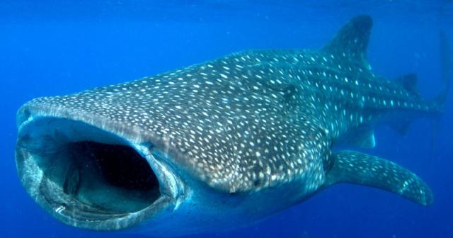 Pic 06 - Whale Shark