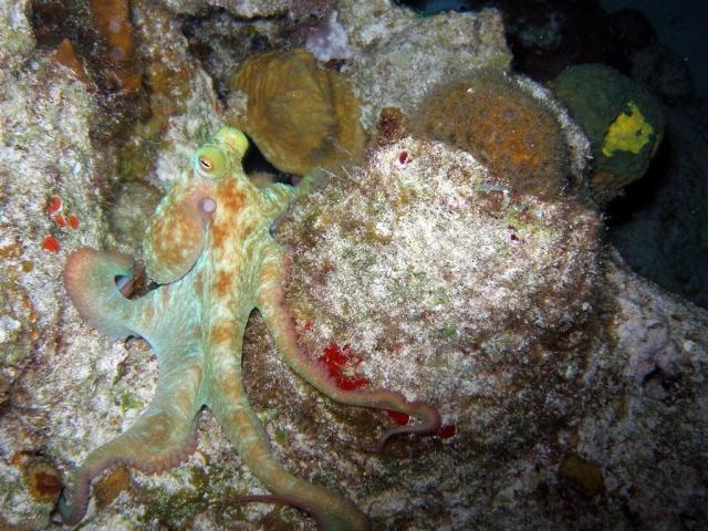 Pic 07 - Octopus