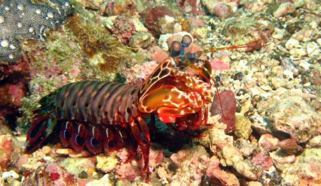 Pic 17 - mantis shrimp