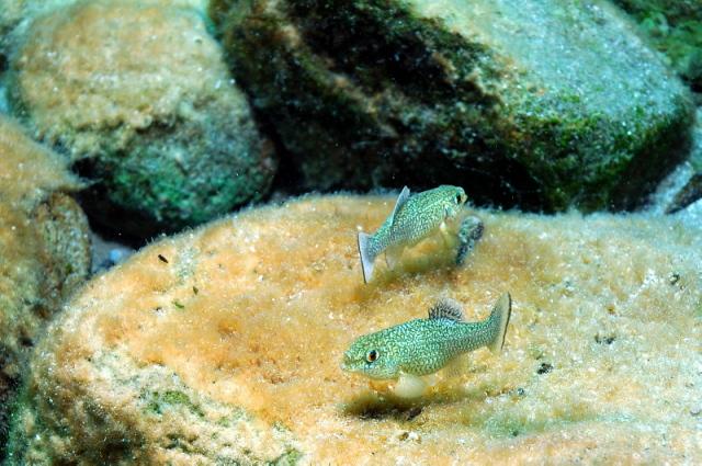 Pic 18 - aggravated pup fish