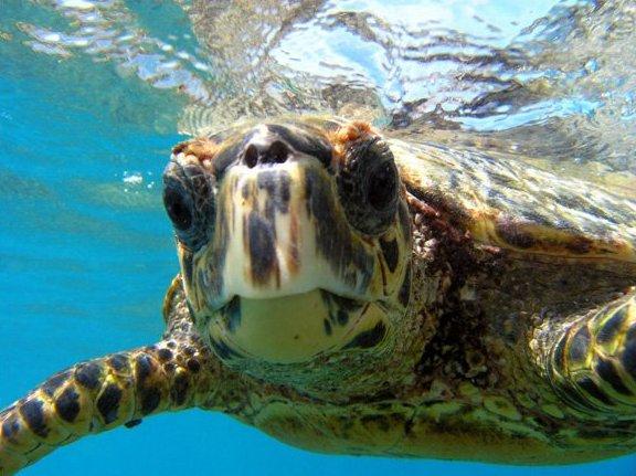 Pic 21 - turtle