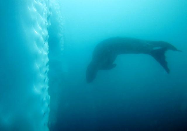Pic 25 - Leopard Seal