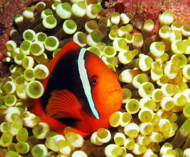 Pic 28 - clownfish