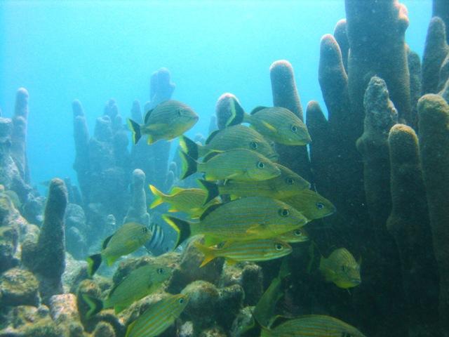 Pickled_Piller_Reef-11