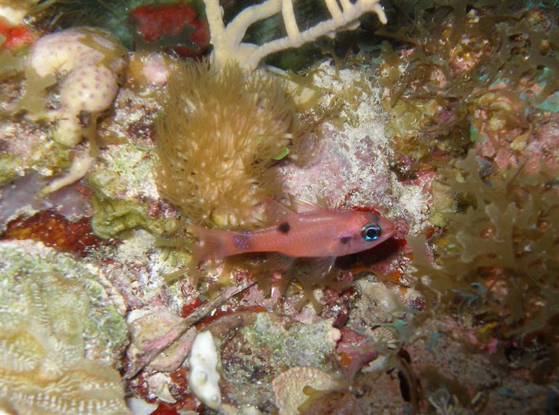 Picture 19 - Cardinalfish