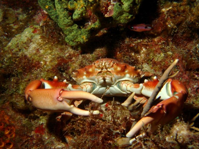 Picture 26 - Crabby