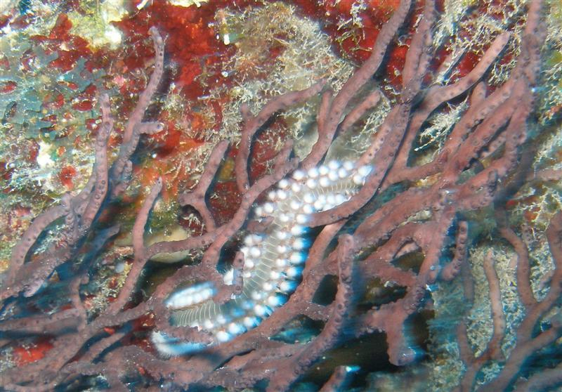 Picture 6 - Fireworm