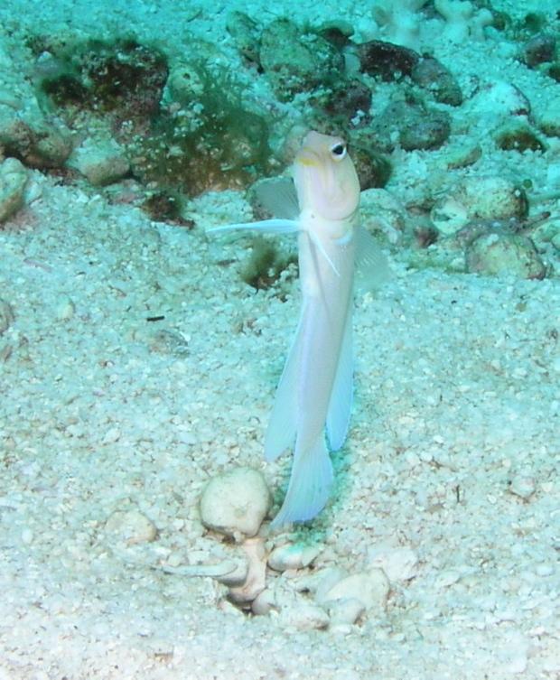 Picture 7 - The Hole Fish