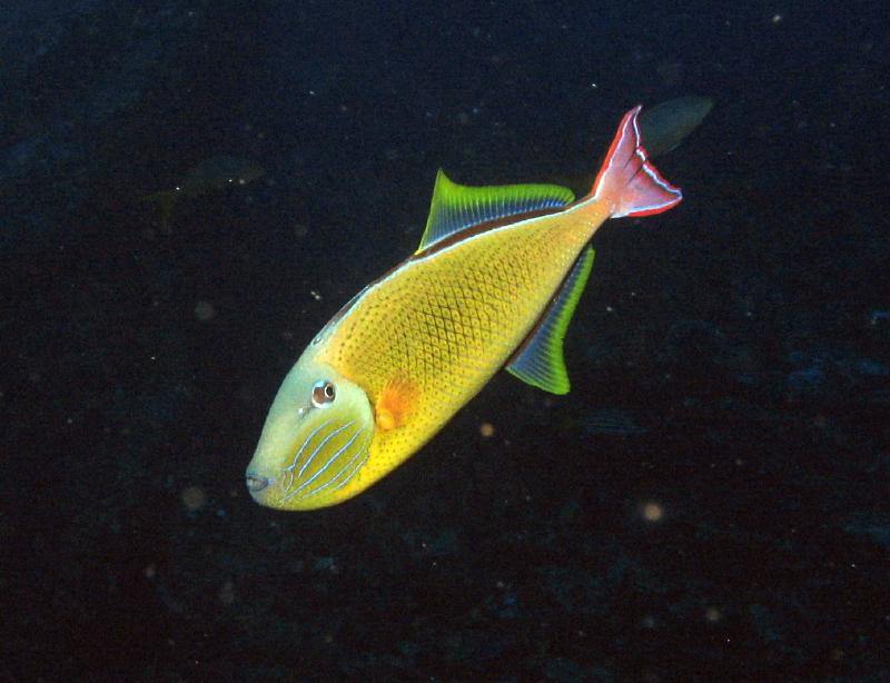 Picture 9 - crosshatched triggerfish