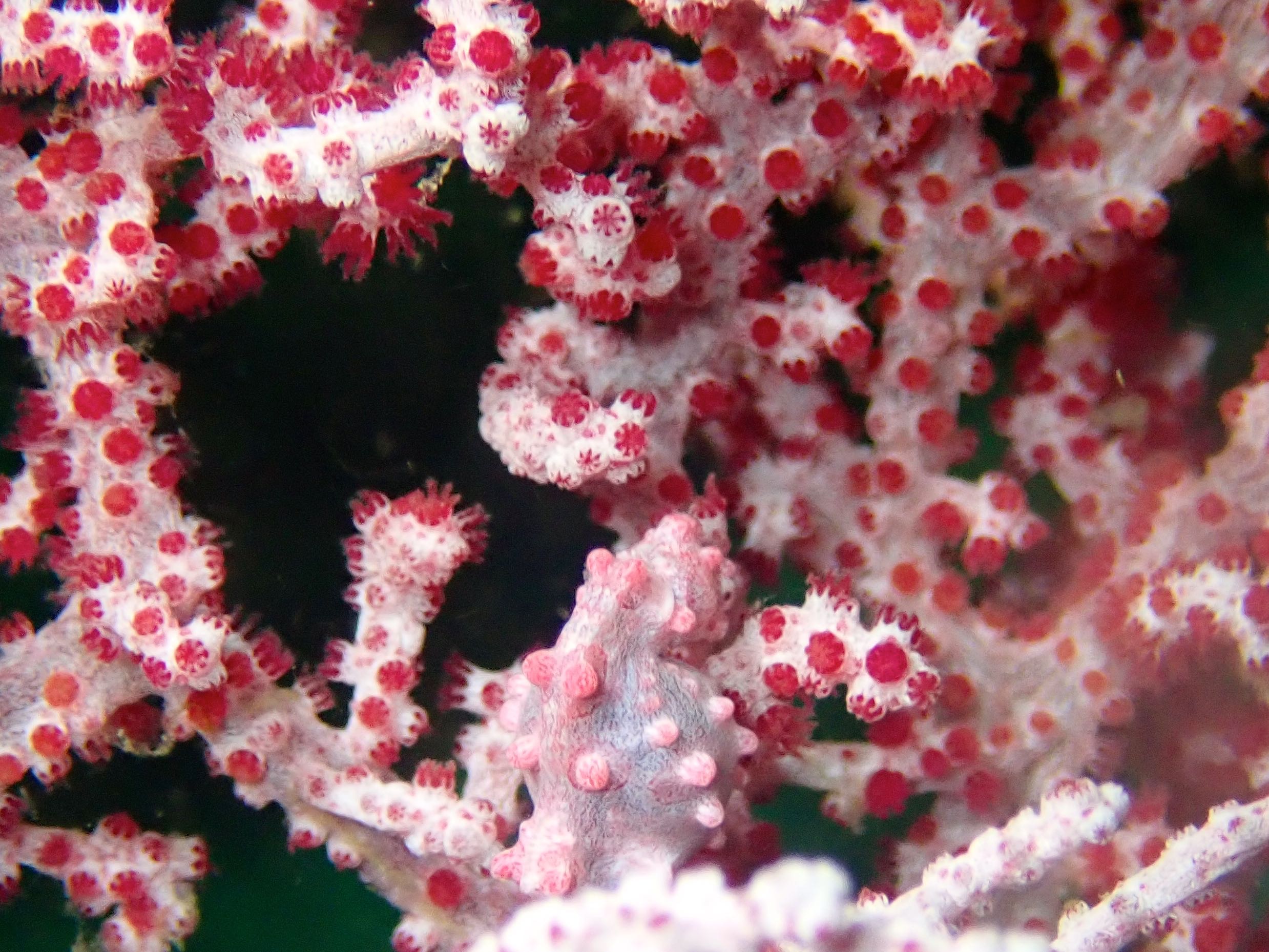 Pigmy Seahorse