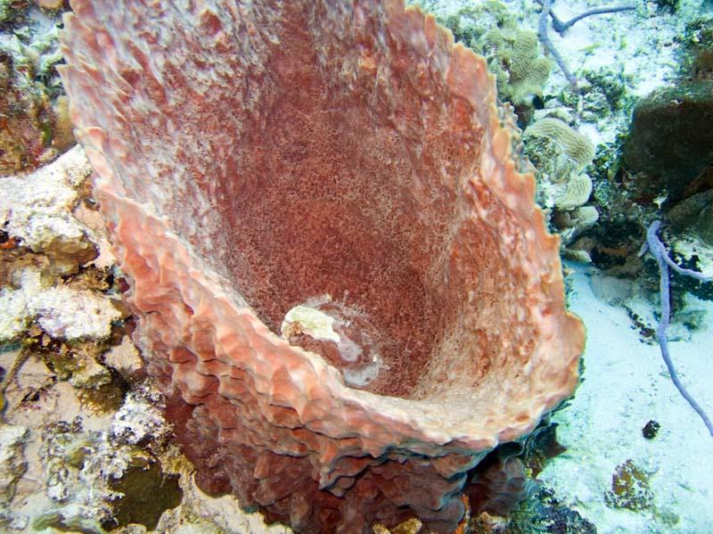 Pink vase sponge