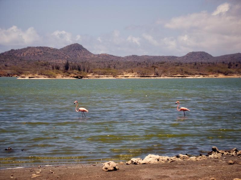PinkFlamingos6