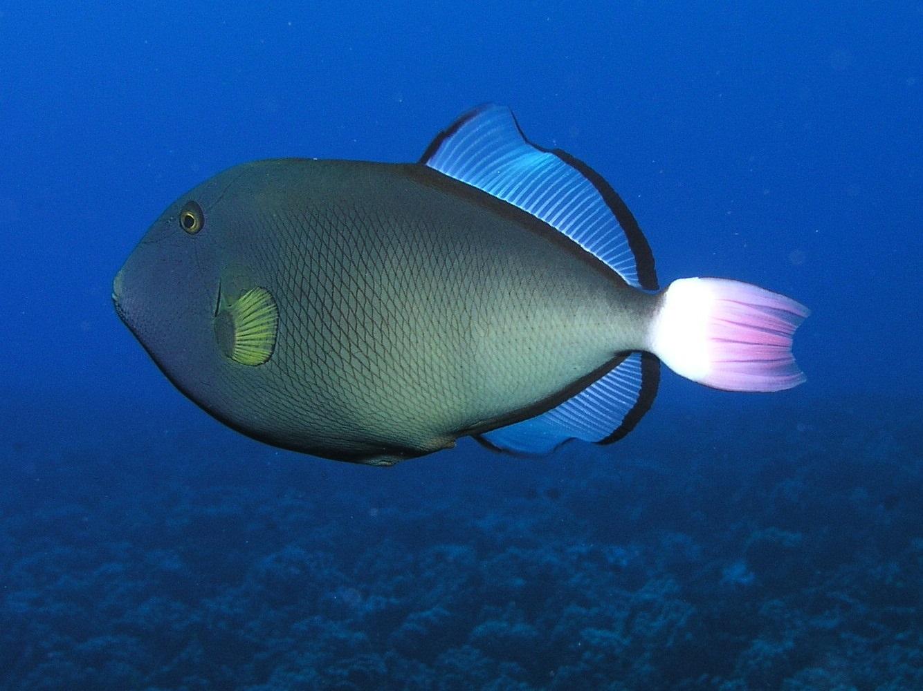 Pinktail Triggerfish