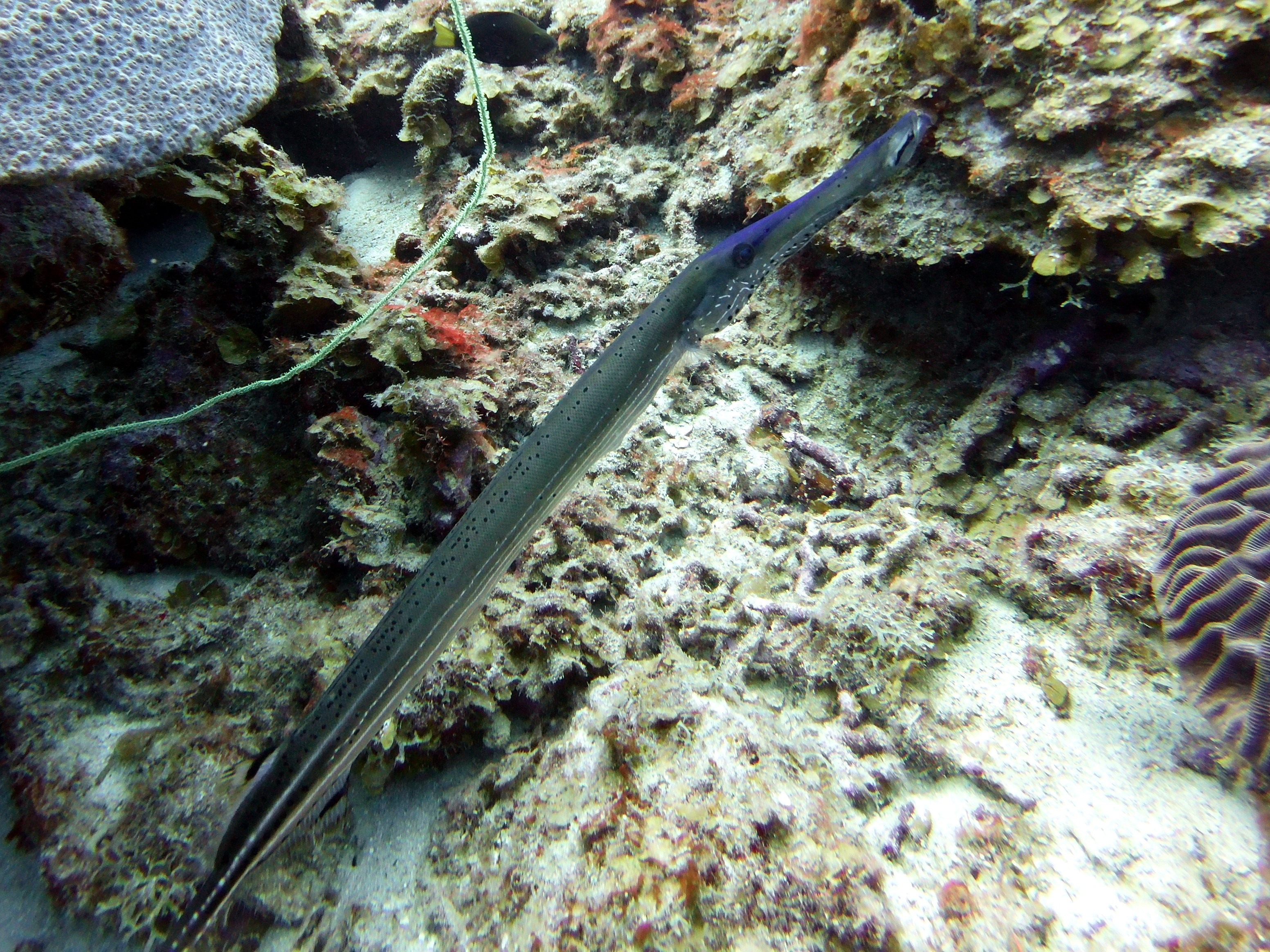 Pipefish at Marie Pompoen