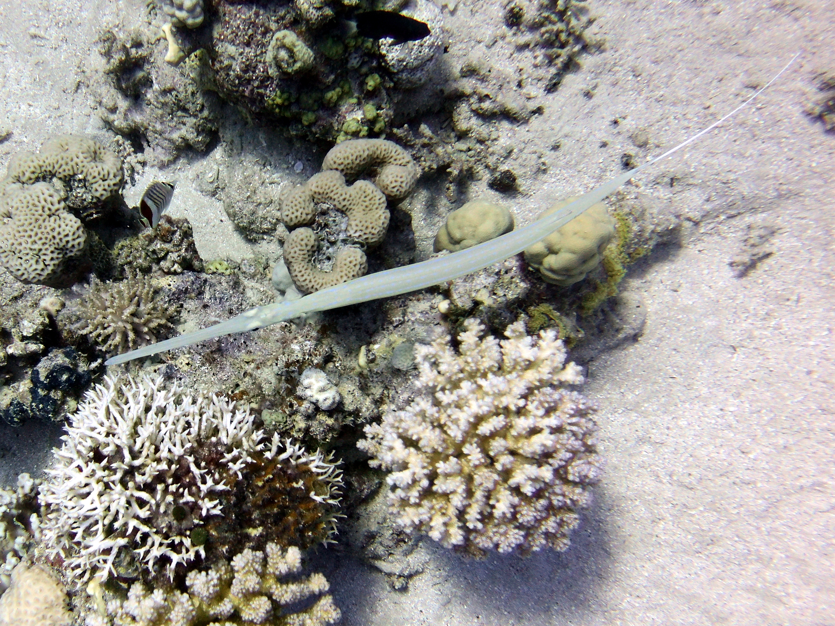 Pipefish at Ras Ghozlani