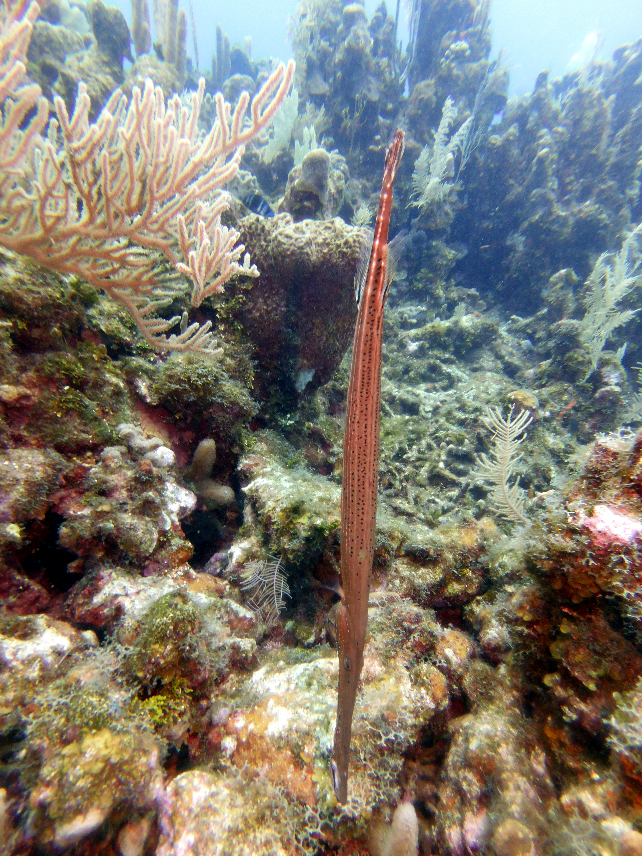 Pipefish at Three Brothers
