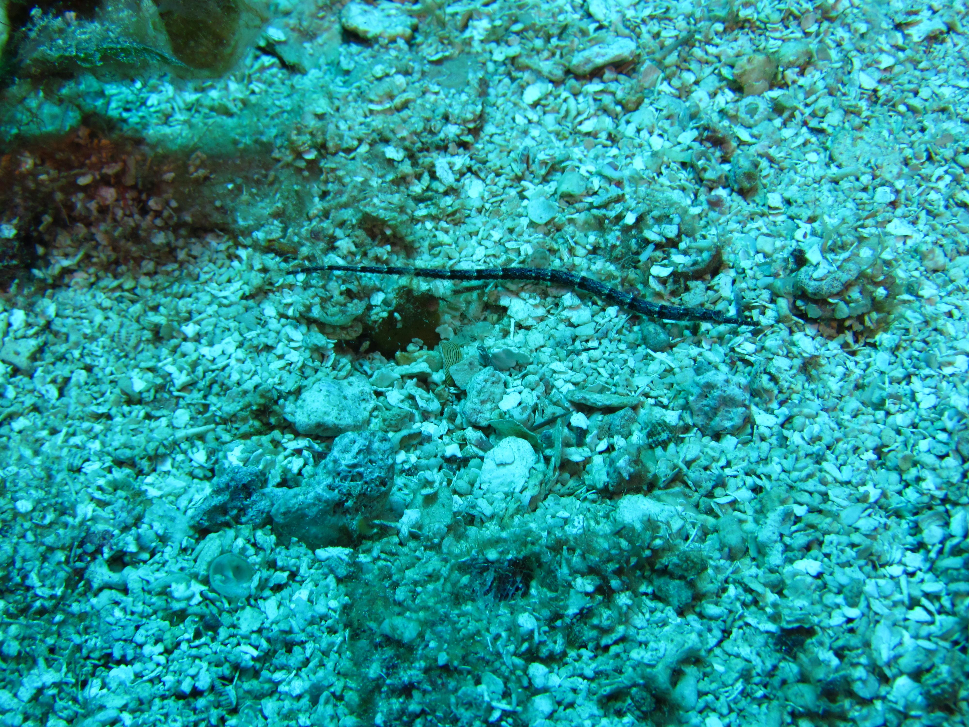 Pipefish