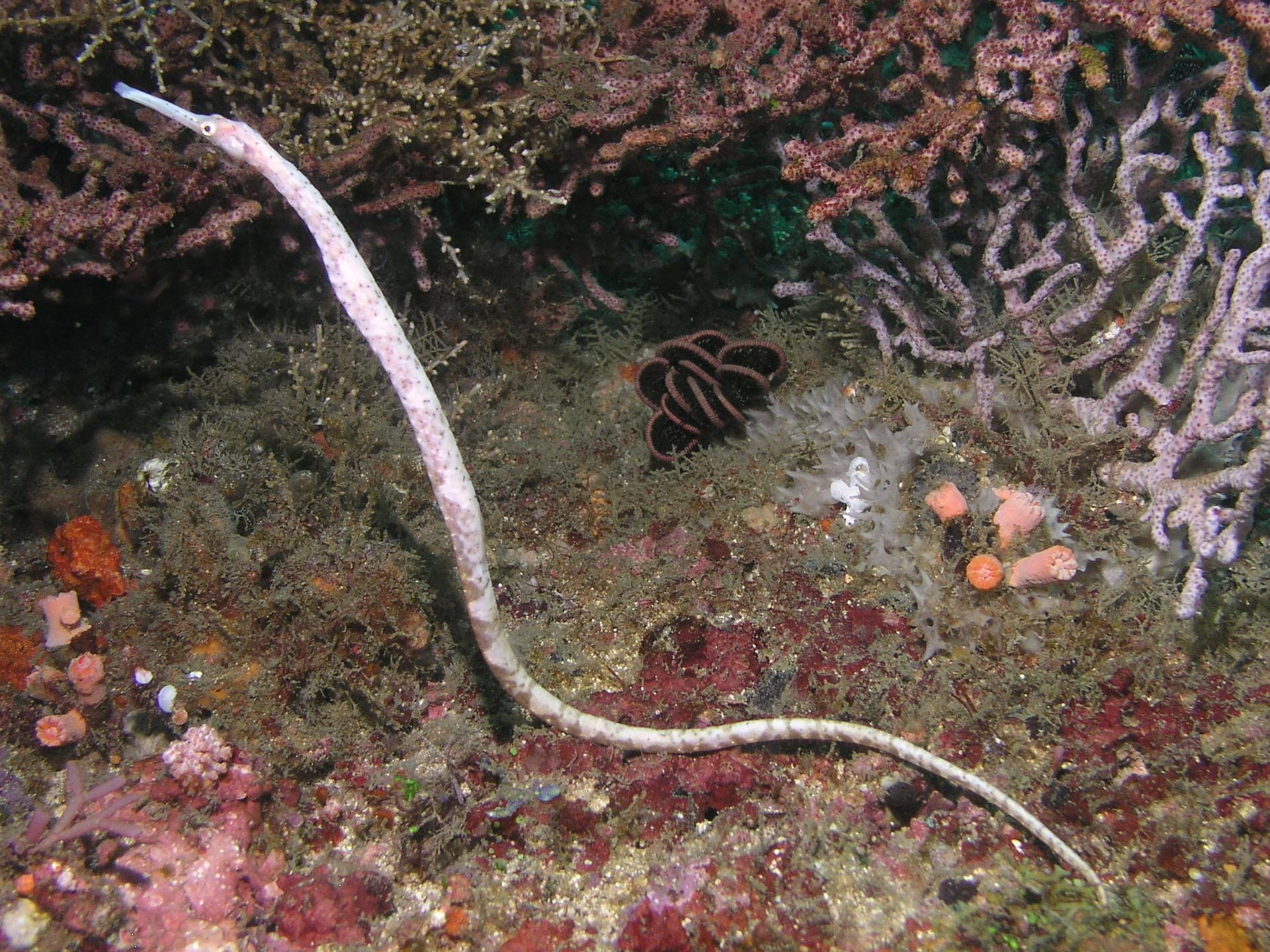 pipefish
