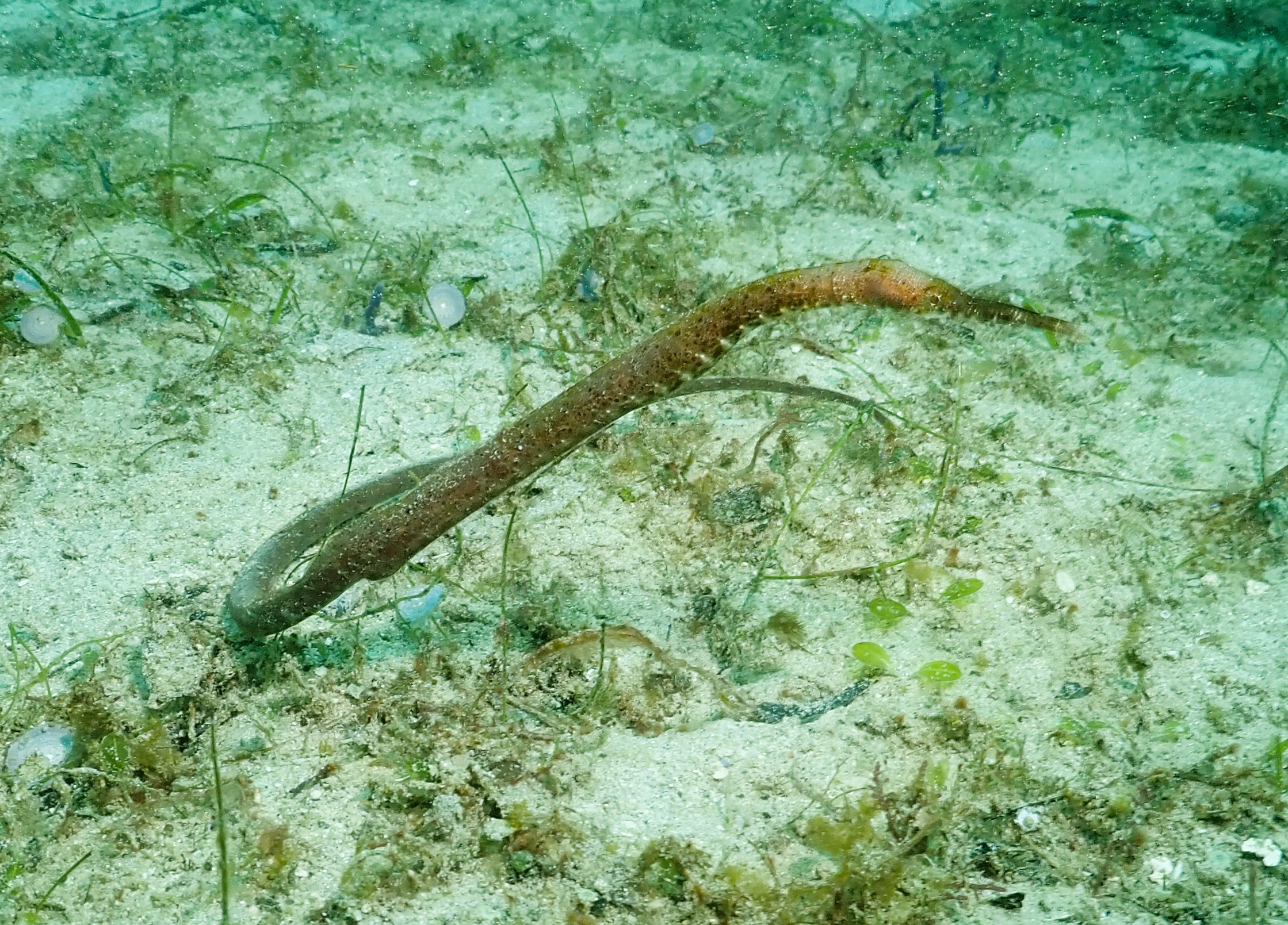 Pipefish