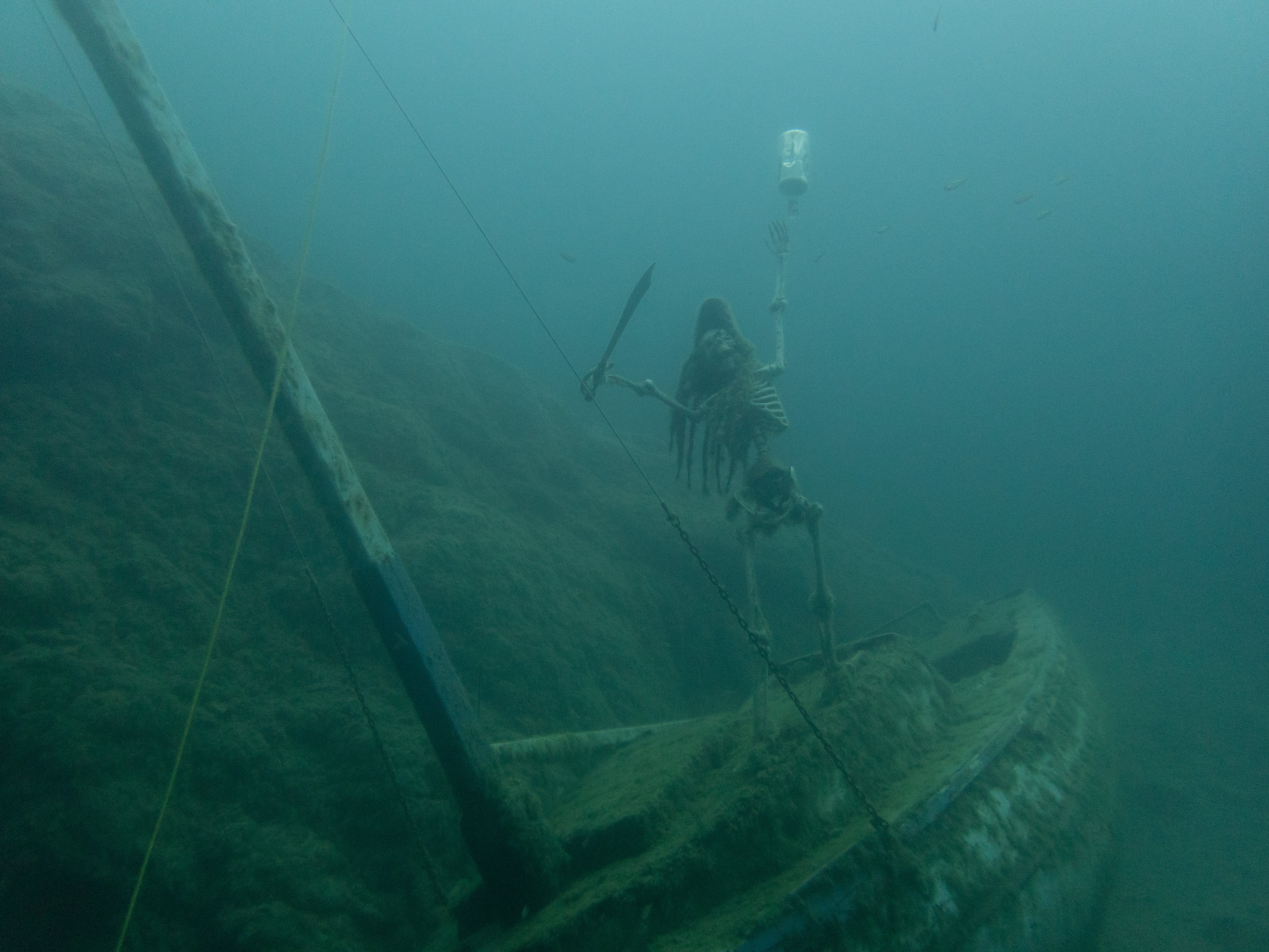 Pirate - pennyroyal Kentucky