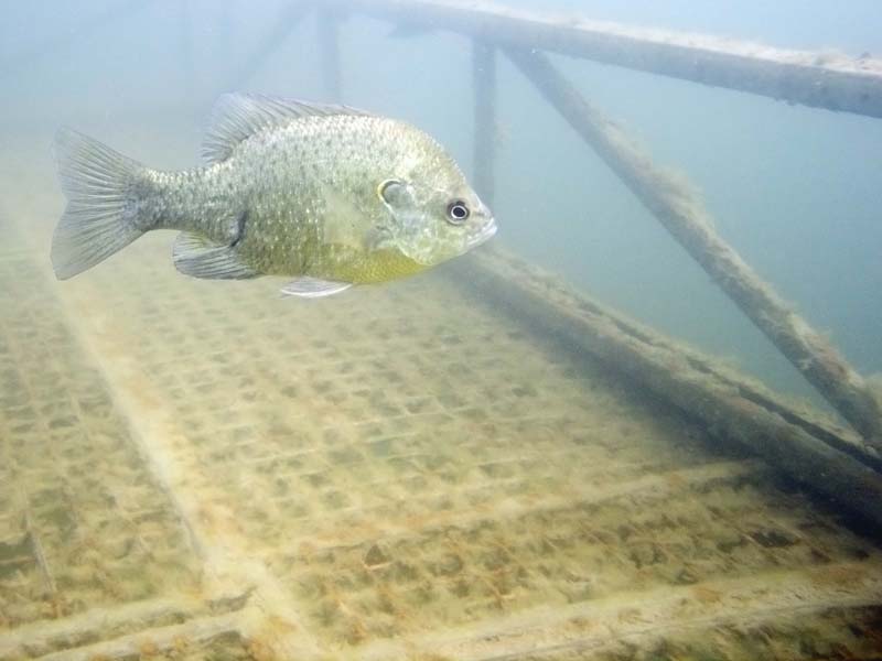 Platform Perch