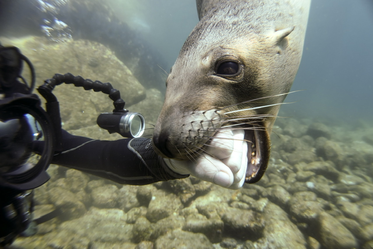 Please don’t touch the humans