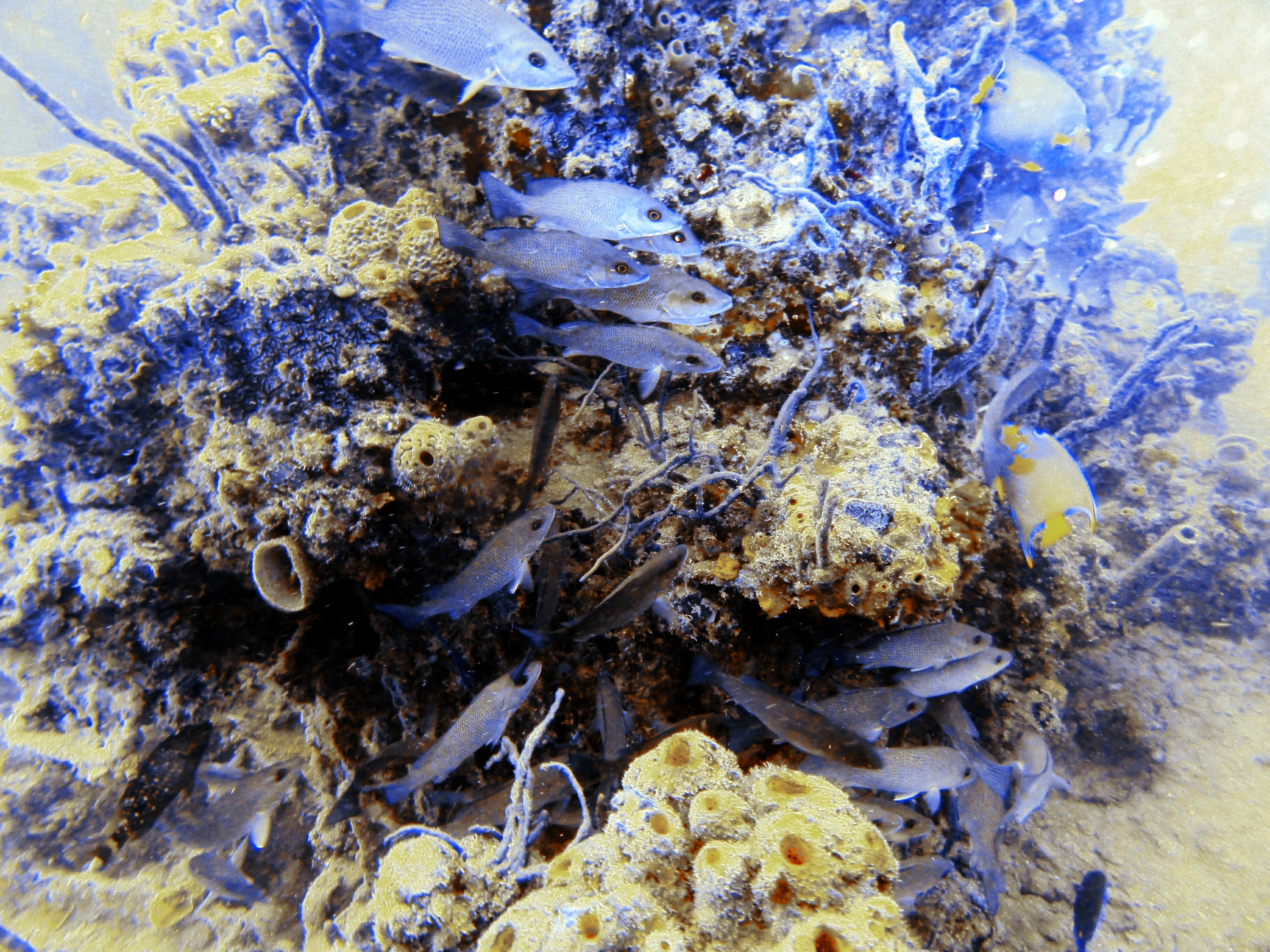 Plenty of fish on the Spiegel Grove