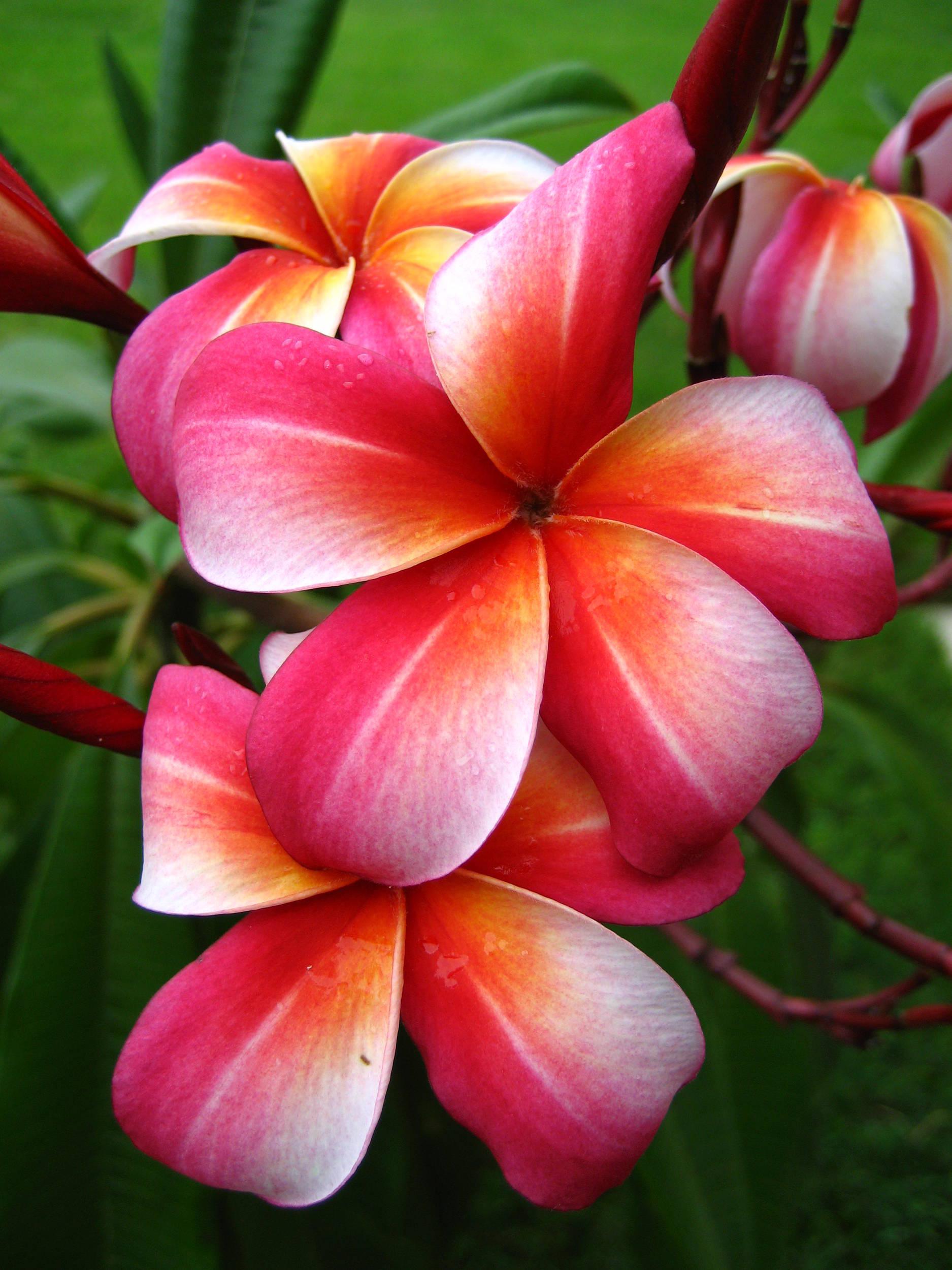 Plumeria Passion